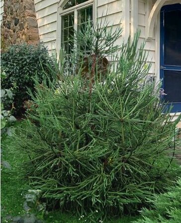 Whipcord Japanese Cedar