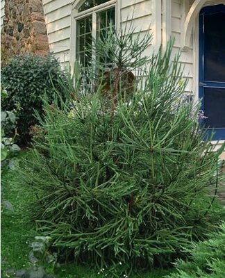 Whipcord Japanese Cedar