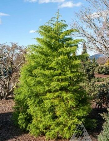 Elegans Aurea Japanese Cedar