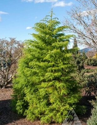 Elegans Aurea Japanese Cedar
