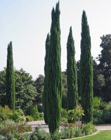 Worthy Italian Cypress 7'