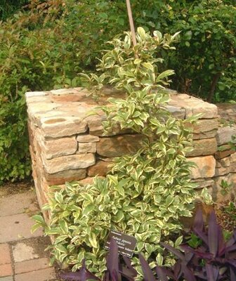 Variegated Kadsura Vine