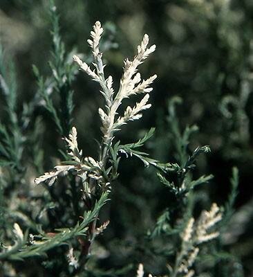 Albo Spica Giant Sequoia
