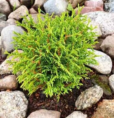 Tiny Tim Globe Cedar