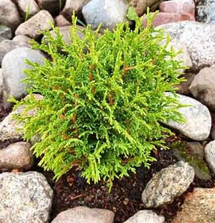 Tiny Tim Globe Cedar