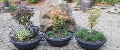 Japanese Maple Color Bowl