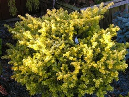 Golden Glow Korean Fir