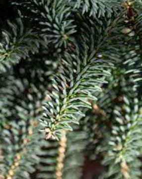 Weeping Spanish Fir