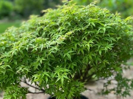 Sharp'S Pygmy Japanese Maple