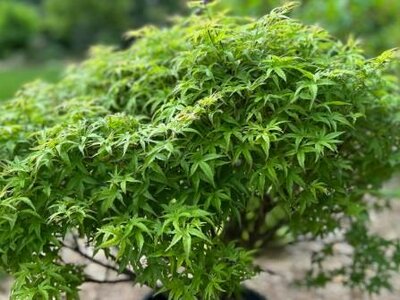Sharp'S Pygmy Japanese Maple