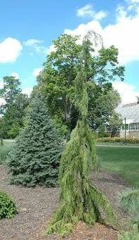 Jubilee Nootka Cypress (Alaskan Cedar)