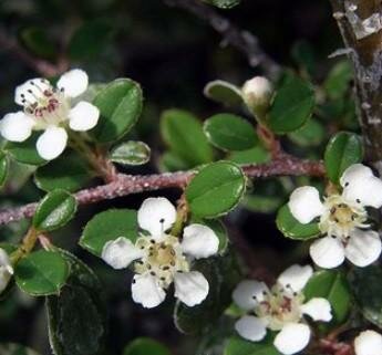 Strieb's Findling Cotoneaster