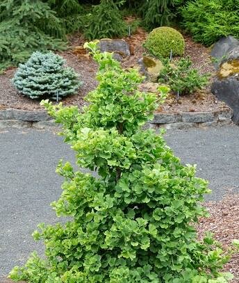 Everton Broom Ginkgo