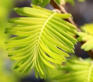 Hamlet's Broom Dawn Redwood