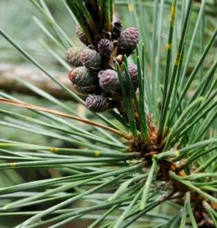 Twisty Pre-Bonsai Japanese Black Pine