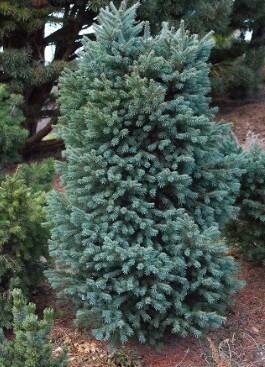 Blue Douglas Fir 4-5'