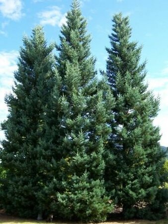 Giant Blue Sequoia Tree