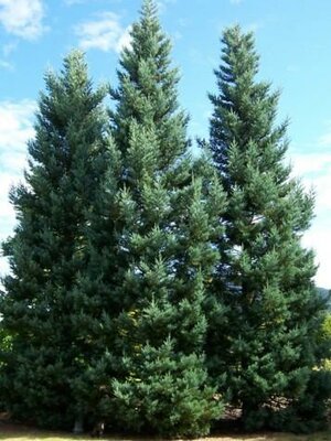 Giant Blue Sequoia Tree