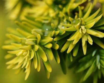 Dwarf Golden Hemlock