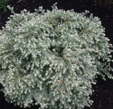 Moon Frost Canadian Hemlock - image 2