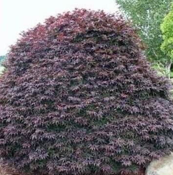 Rhode Island Red Japanese Maple - image 2
