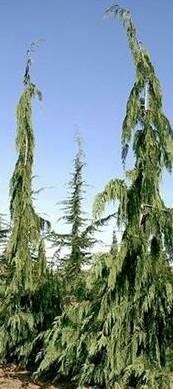 Jubilee Nootka Cypress (Alaskan Cedar)
