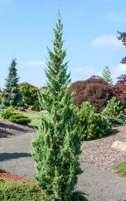 Trautman's Columnar Juniper - image 2