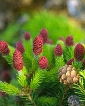 Pusch Norway Spruce - image 2
