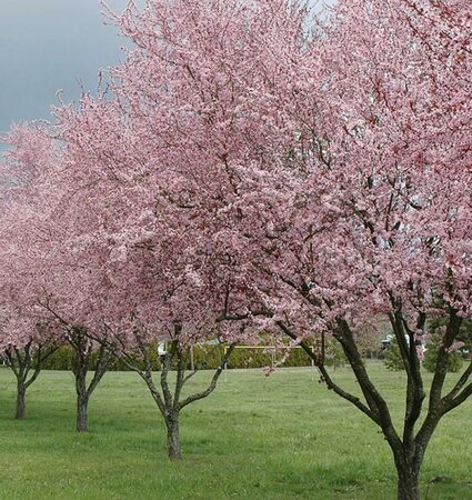 Thundercloud Flowering Plum - image 2