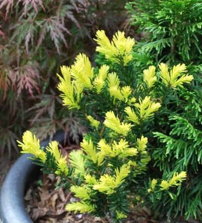 Rezek's Gold Japanese Yew