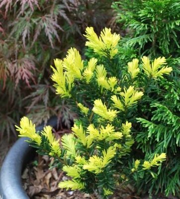Rezek's Gold Japanese Yew