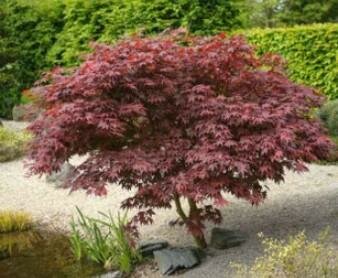 Emperor One Japanese Maple