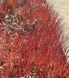 Kelsey Dwarf Dogwood