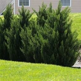 Green Rocket Leyland Cypress