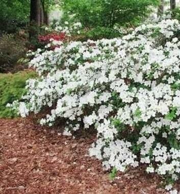 Girard'S Pleasant White Azalea