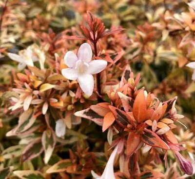 Suntastic Peach Abelia