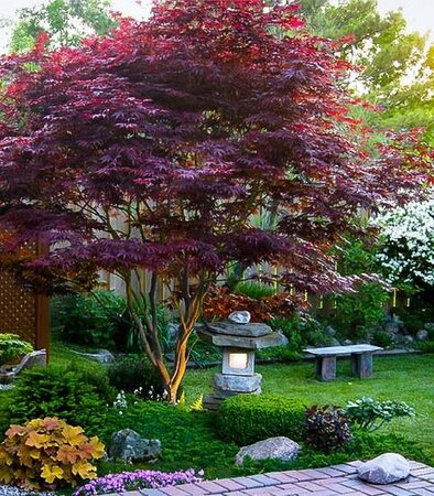Bloodgood Japanese Maple