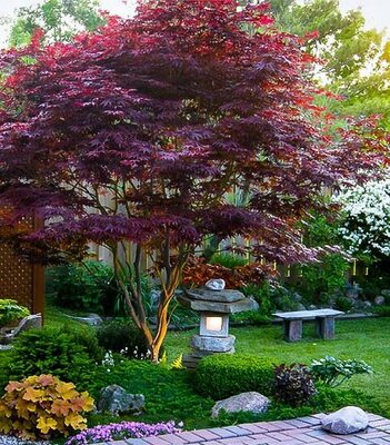 Bloodgood Japanese Maple