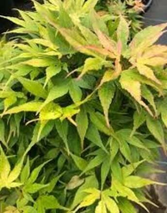 Catalina Mendoza Yatsubusa Japanese Maple