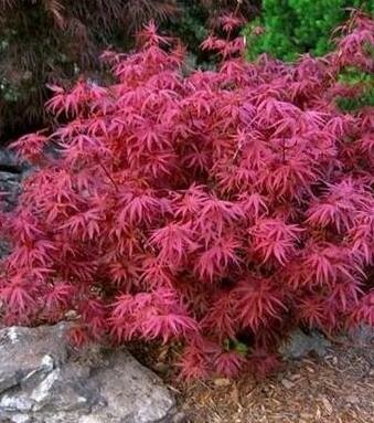 Fireball Japanese Maple