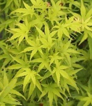 Lima Gold Japanese Maple