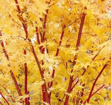 Coral Bark (Sango Kaku) Japanese Maple