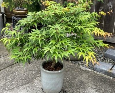 Seiun kaku Japanese Maple