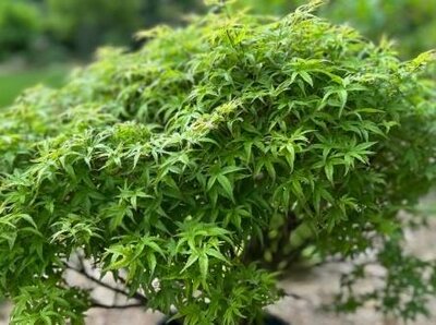 Sharp'S Pygmy Japanese Maple