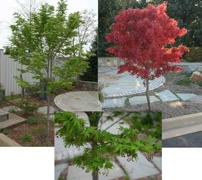Tobiosho Japanese Maple