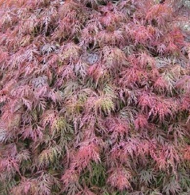 Orangeola Japanese Maple