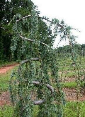 Serpentine Weeping Atlantic Cedar