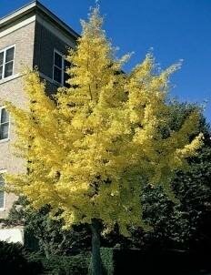 Autumn Gold Maidenhair Tree