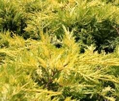 Gold Lace Juniper Tree