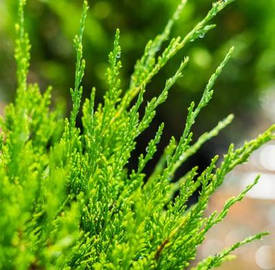 Sea Green Juniper Topiary